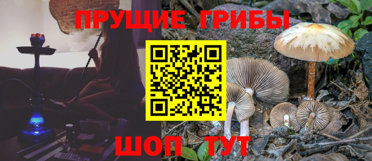 Галлюциногенные грибы Psilocybine cubensis  Вход с VPN  Галлюциногенные грибы ЛСД  Новошахтинск 